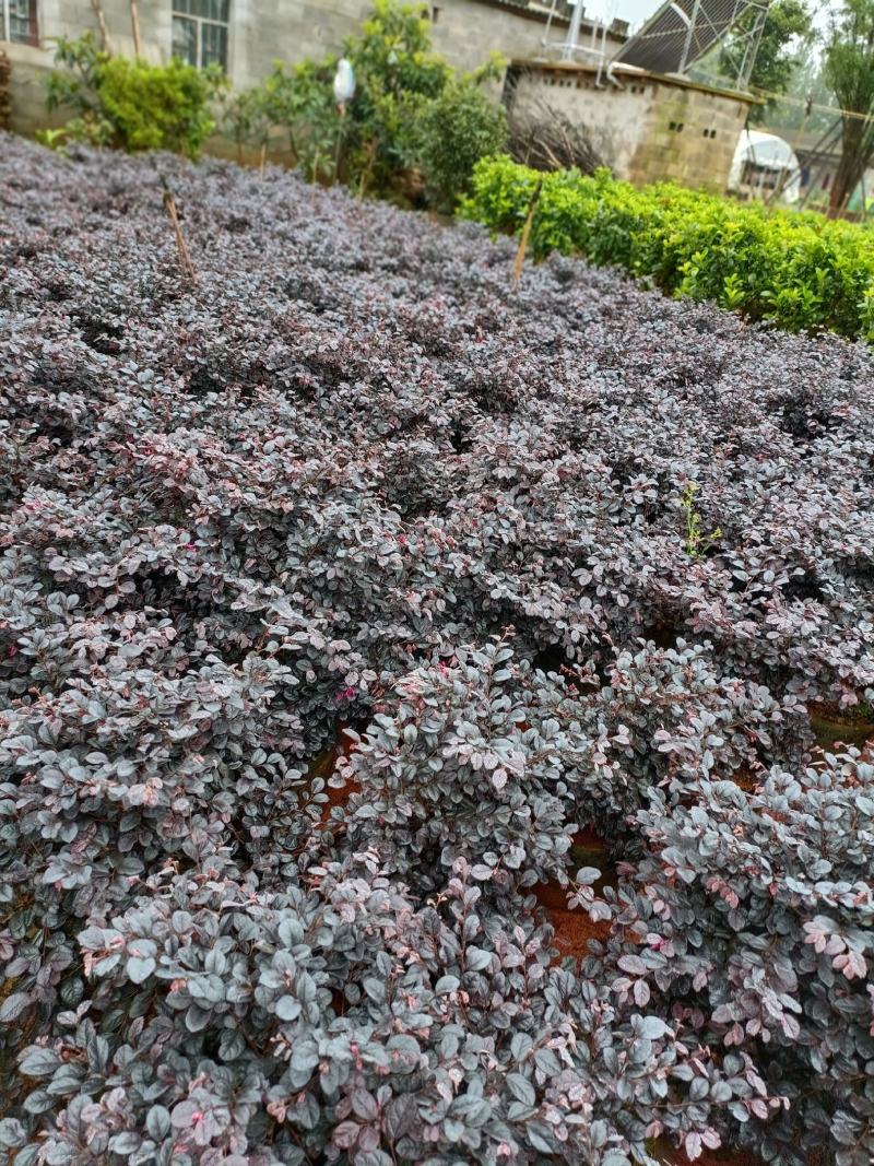 宜良县天成林苗圃大量提供红花继木小毛球，质量杆杆的