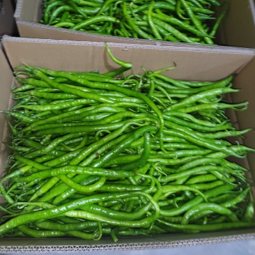 线椒大量