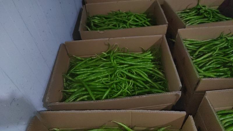 线椒大量