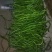 线椒大量