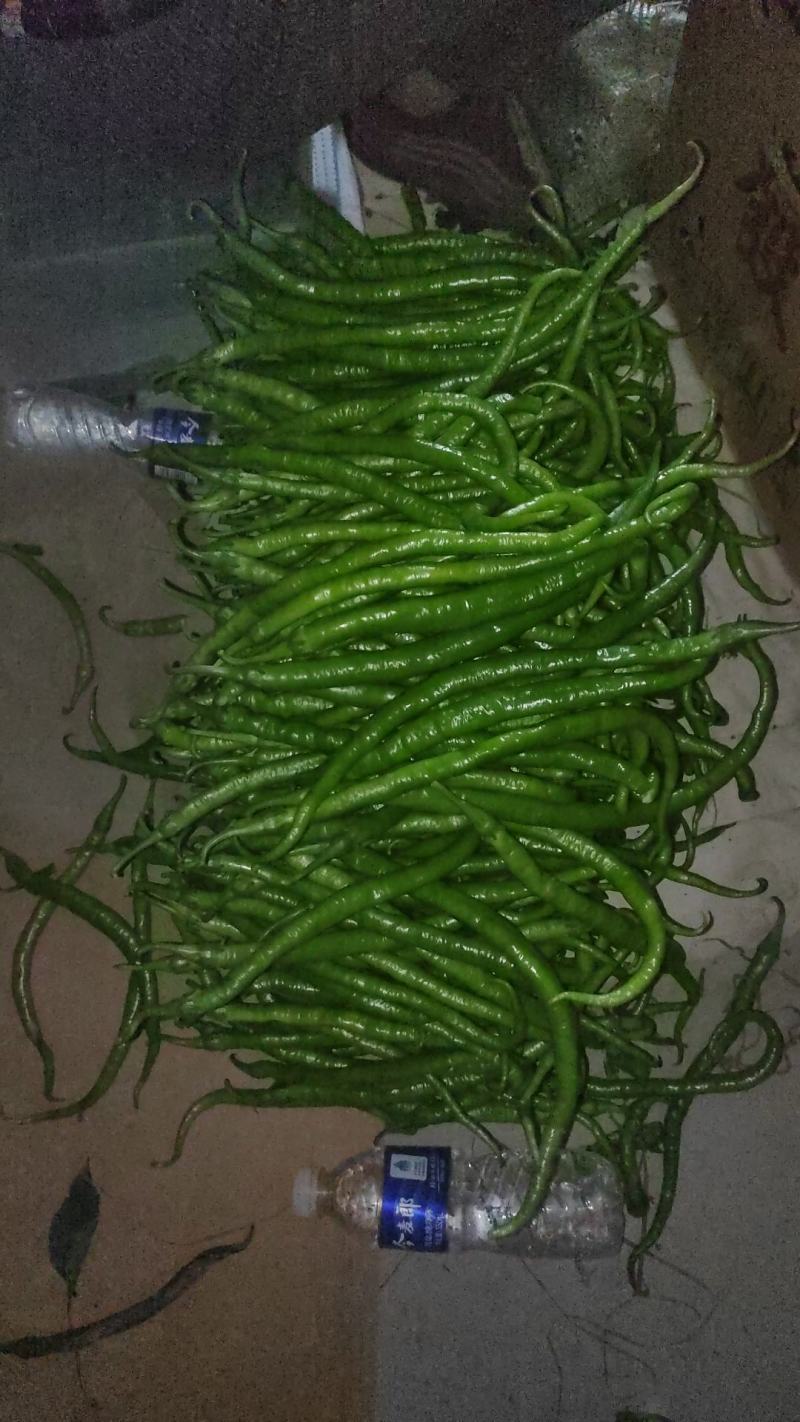 线椒大量