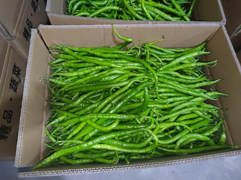 线椒大量