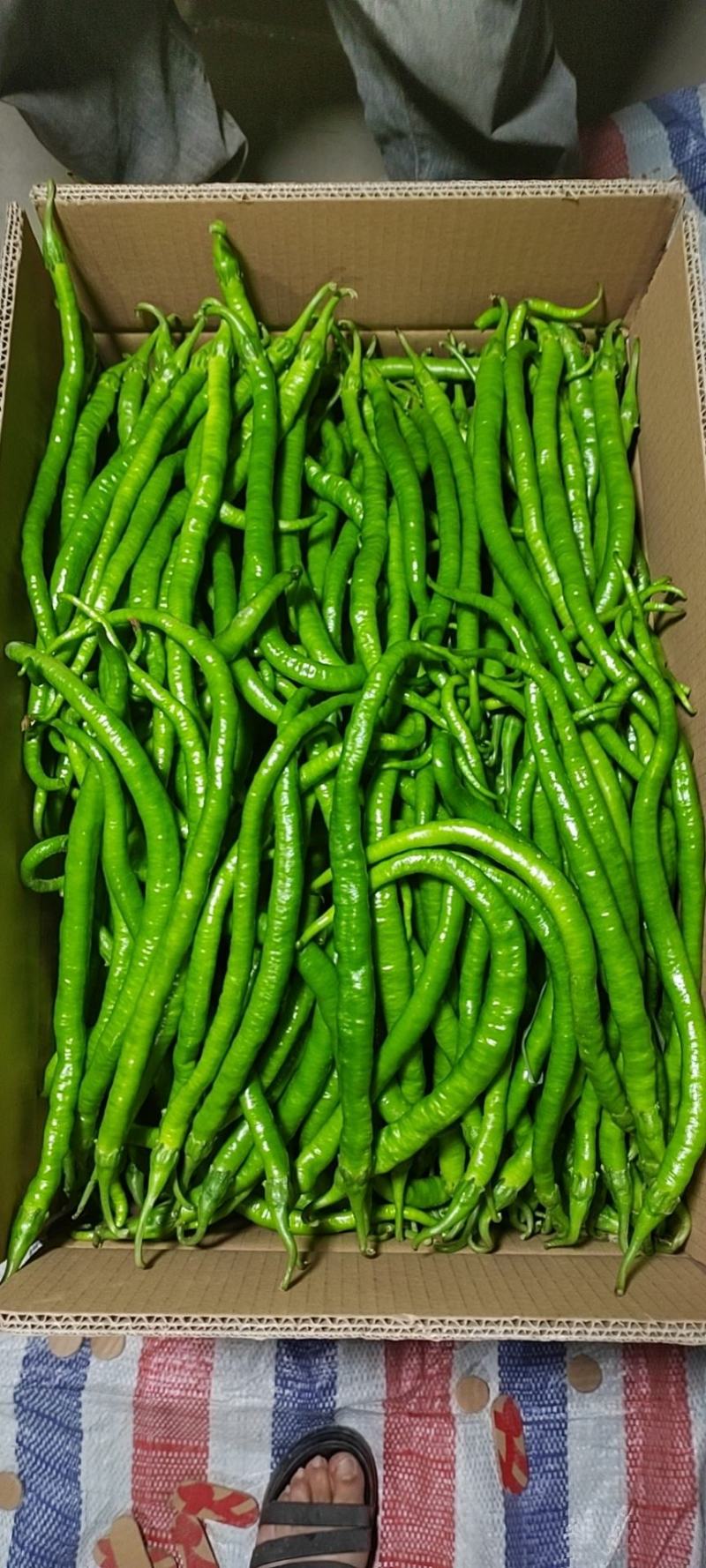 线椒大量