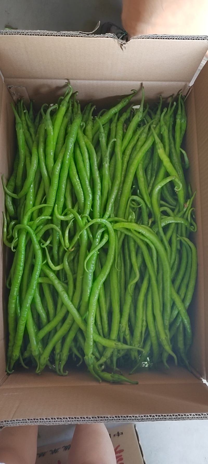 线椒大量
