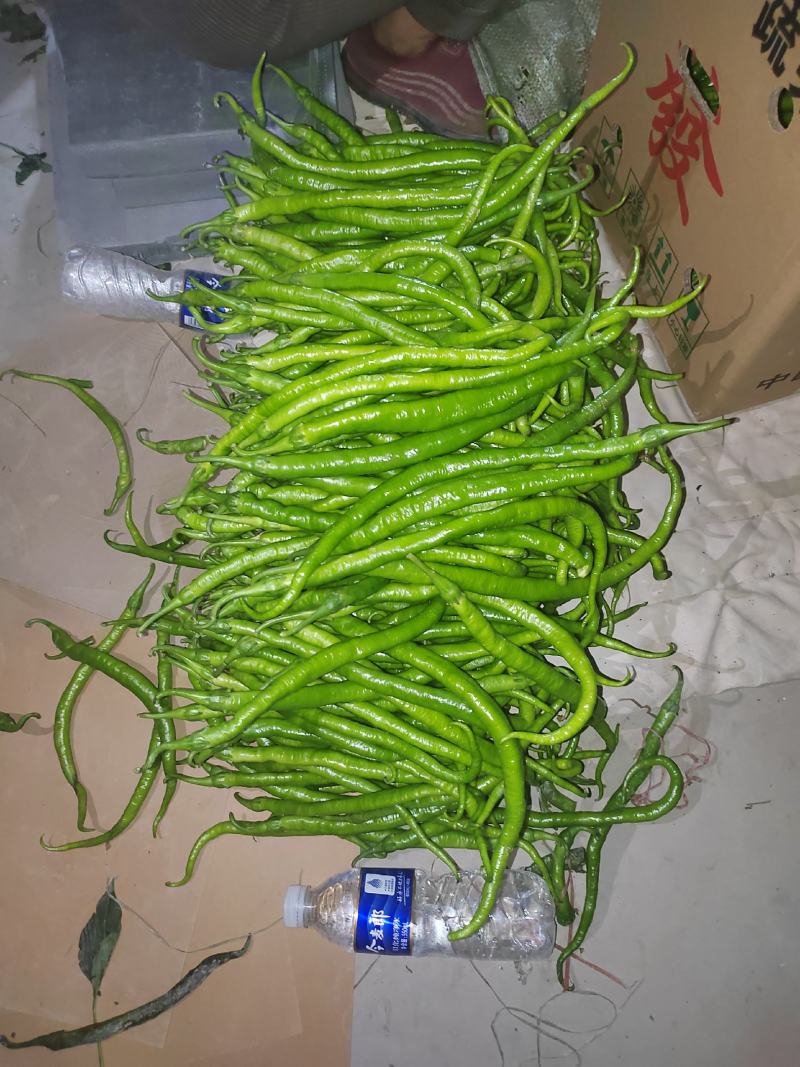 线椒大量