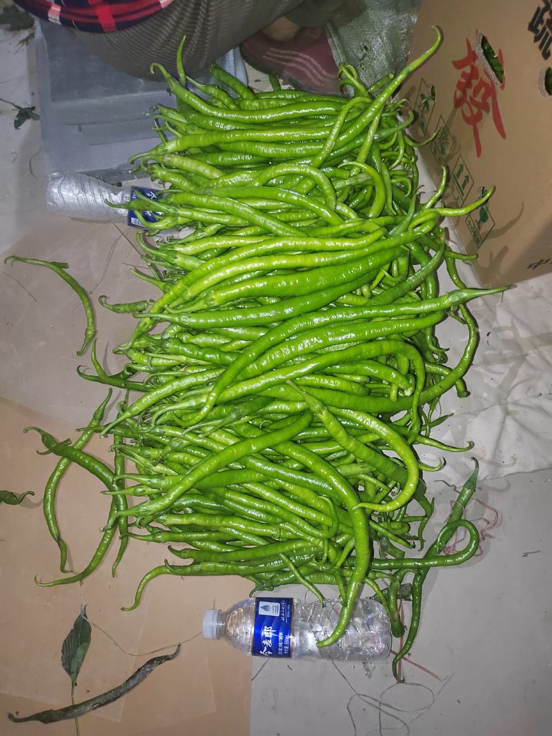 线椒大量