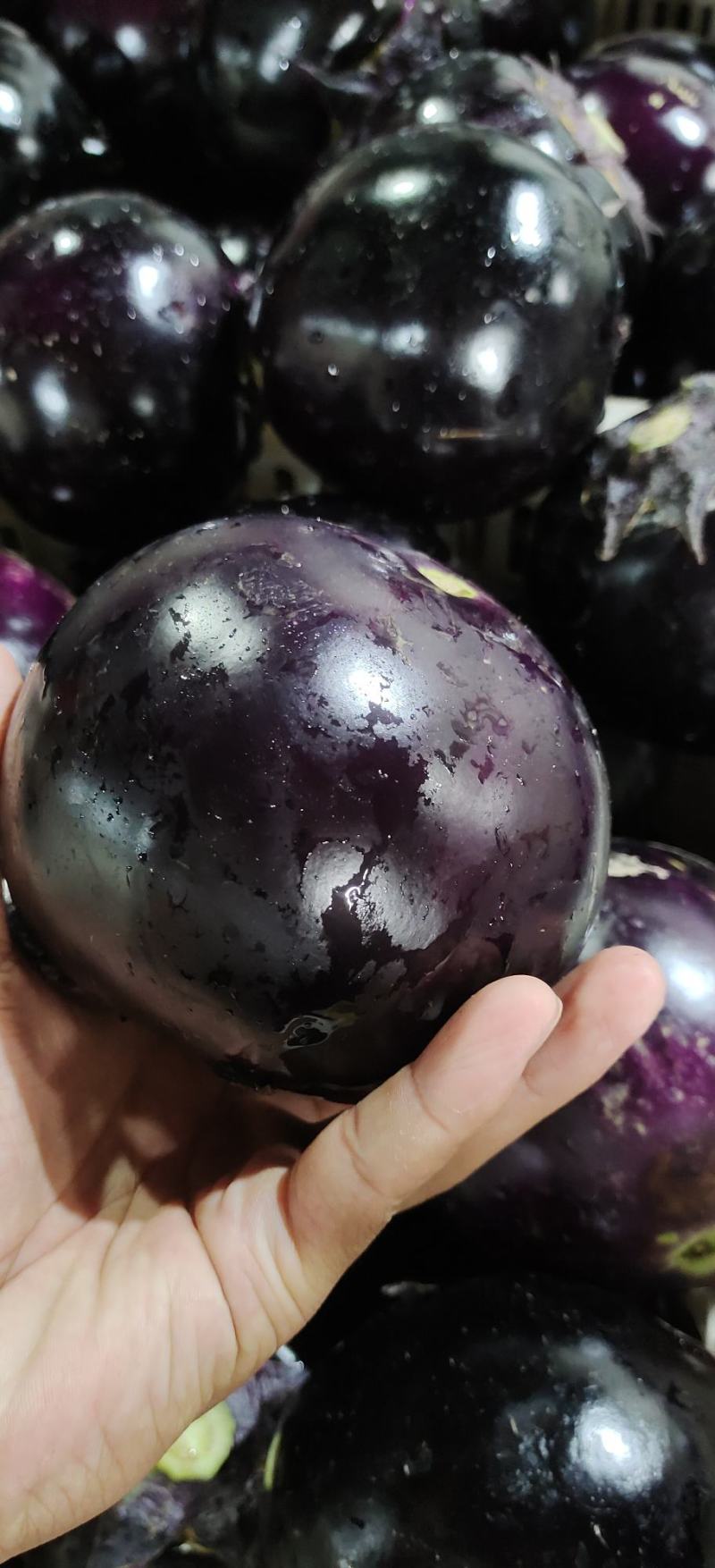 山东省聊城市莘县精品紫光圆茄有陆地种植和暖棚种植