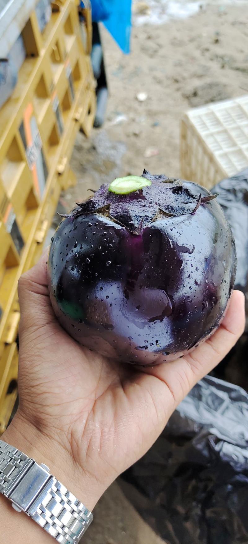 山东省聊城市莘县精品紫光圆茄有陆地种植和暖棚种植