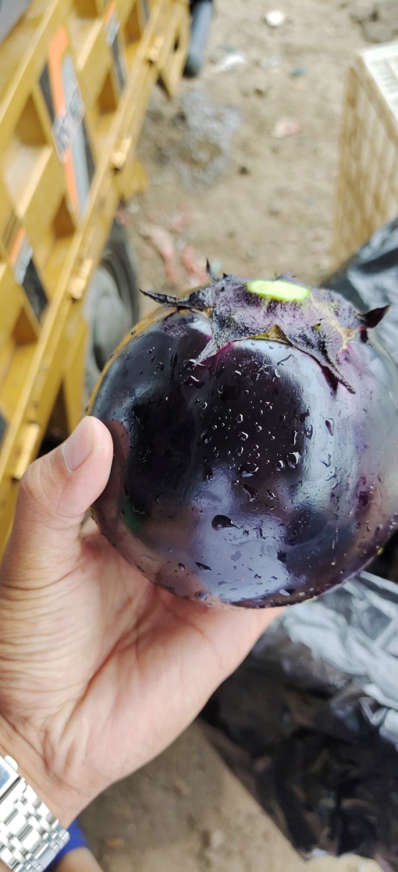 山东省聊城市莘县精品紫光圆茄有陆地种植和暖棚种植
