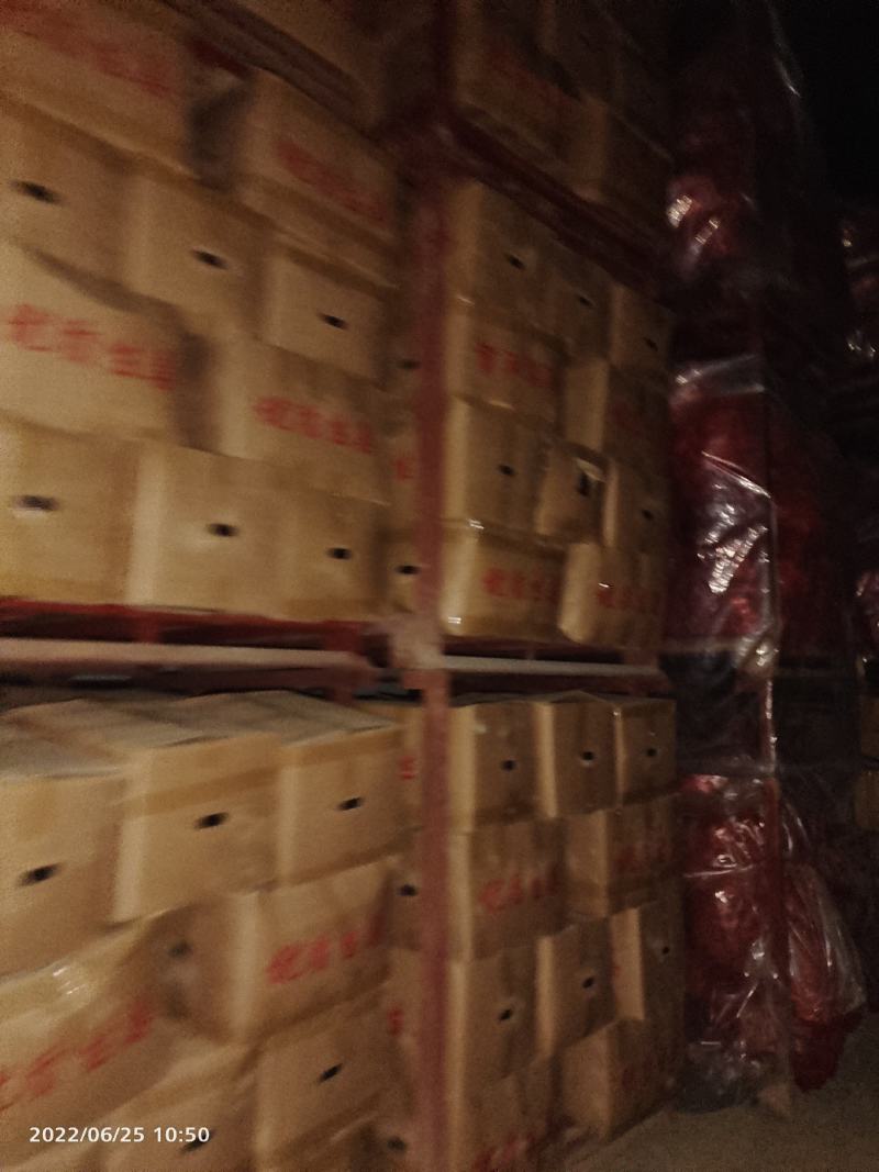 窖姜，川姜白口竹根姜种路地种植量大从优