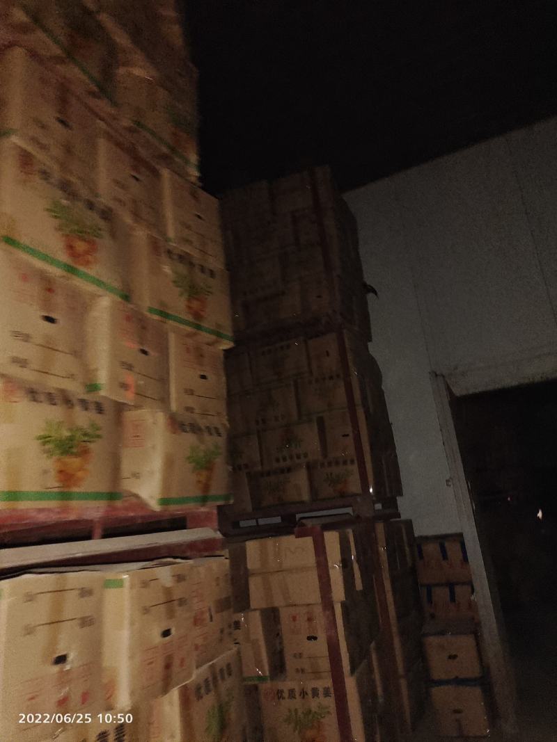 窖姜，川姜白口竹根姜种路地种植量大从优