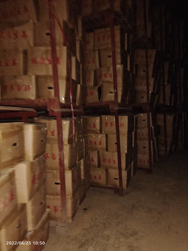 窖姜，川姜白口竹根姜种路地种植量大从优