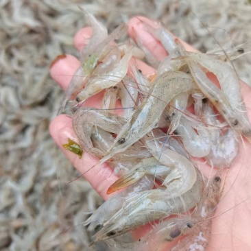 小海虾，海鲜，小虾，海虾，虾米，河虾，，，，