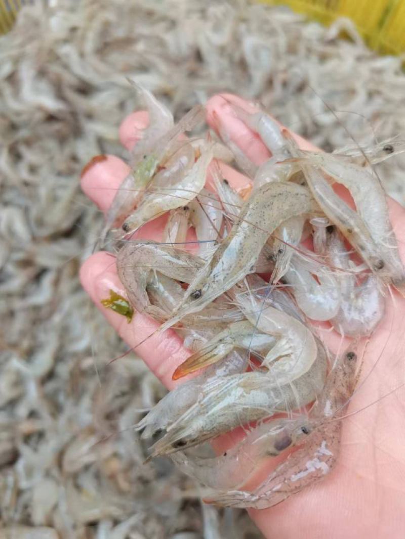 小海虾，海鲜，小虾，海虾，虾米，河虾，，，，