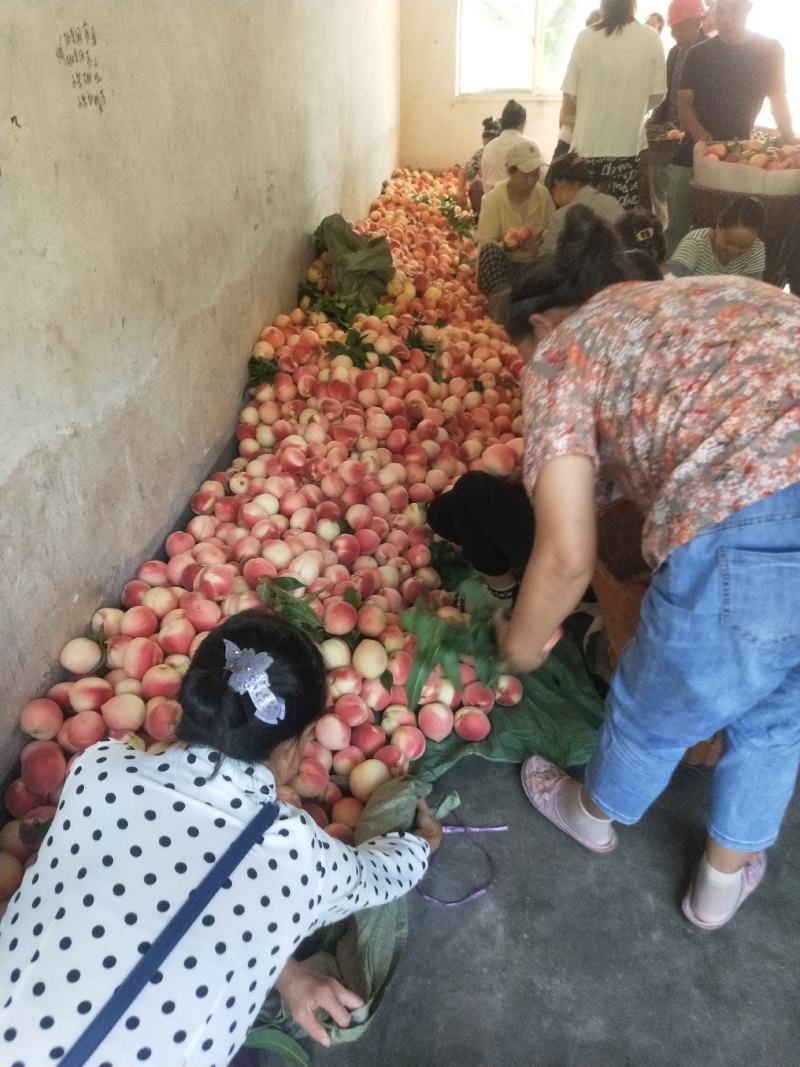 汉源脆桃又大又甜又脆，好吃安逸的很