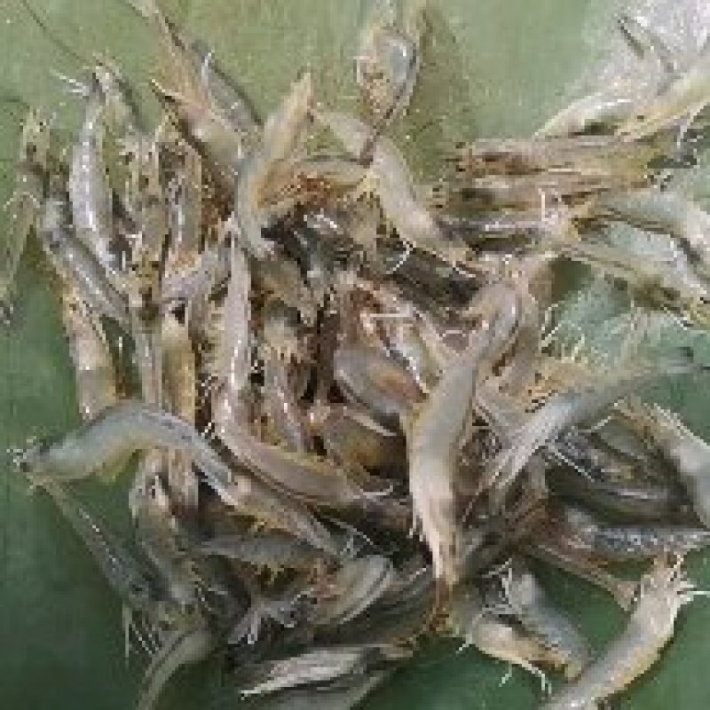 现有几十万斤大虾，质量活力超好，寻求有实力的老板合作。。