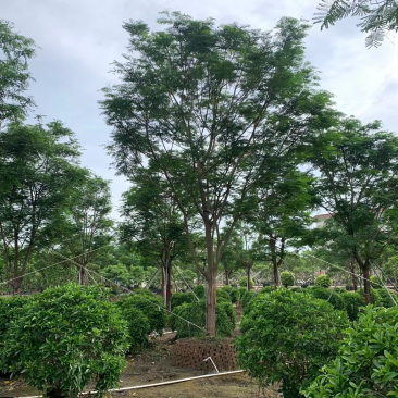 凤凰木各种规格基地大量现货供应，欢迎各位客户咨询