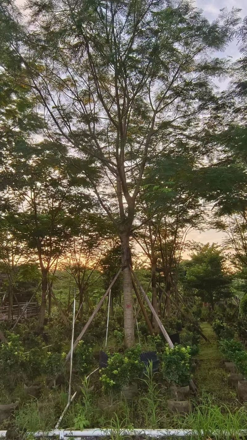 凤凰木各种规格基地大量现货供应，欢迎各位客户咨询