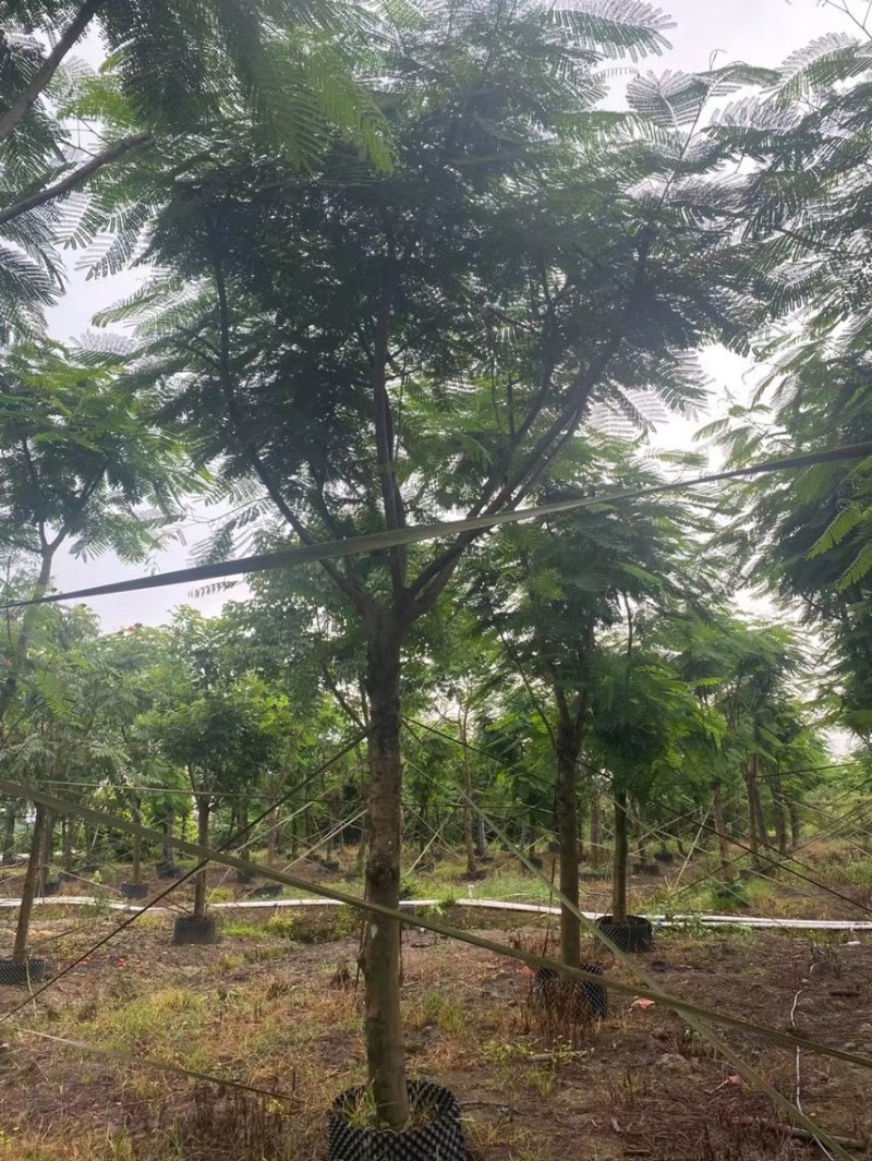 凤凰木各种规格基地大量现货供应，欢迎各位客户咨询