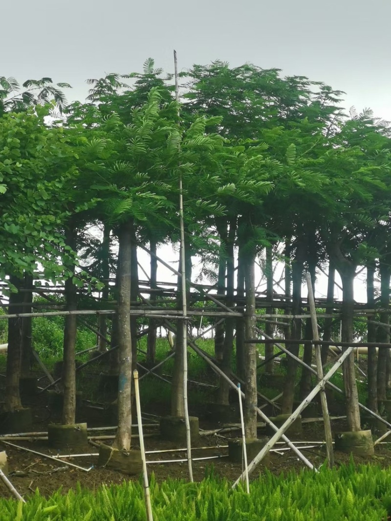 凤凰木各种规格基地大量现货供应，欢迎各位客户咨询