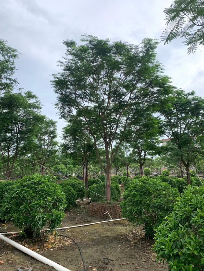 凤凰木各种规格基地大量现货供应，欢迎各位客户咨询