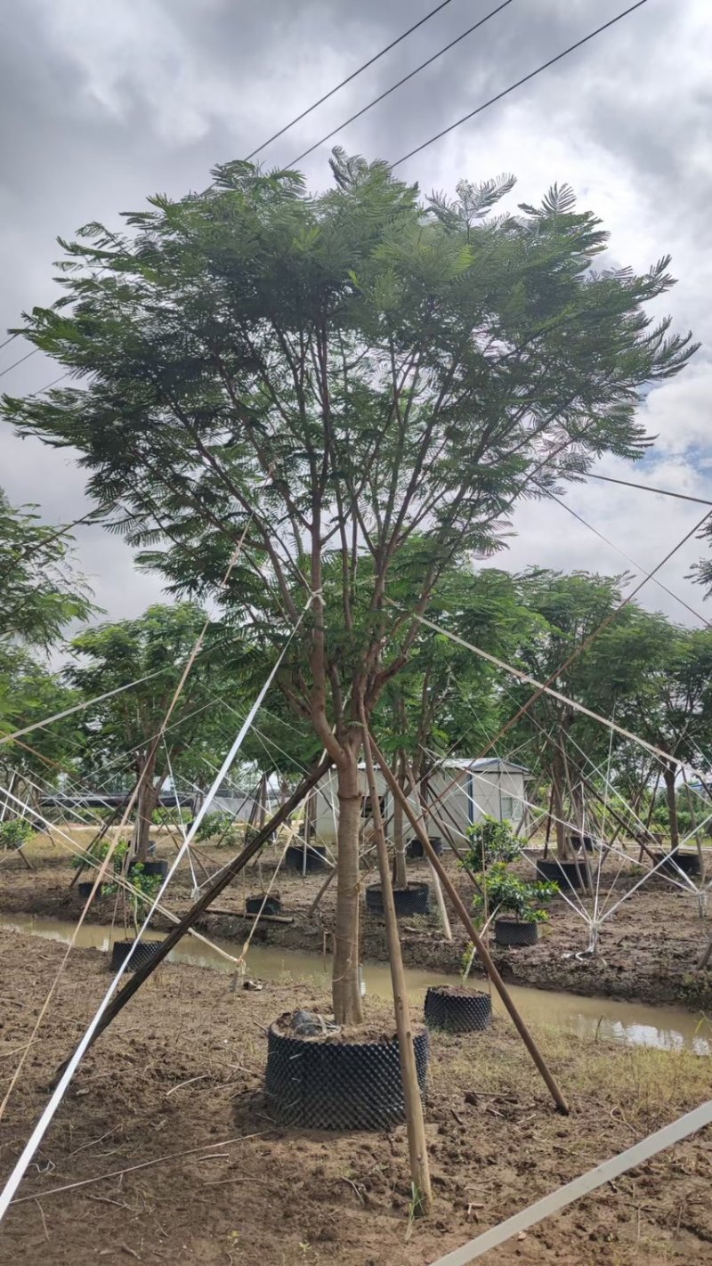 凤凰木各种规格基地大量现货供应，欢迎各位客户咨询