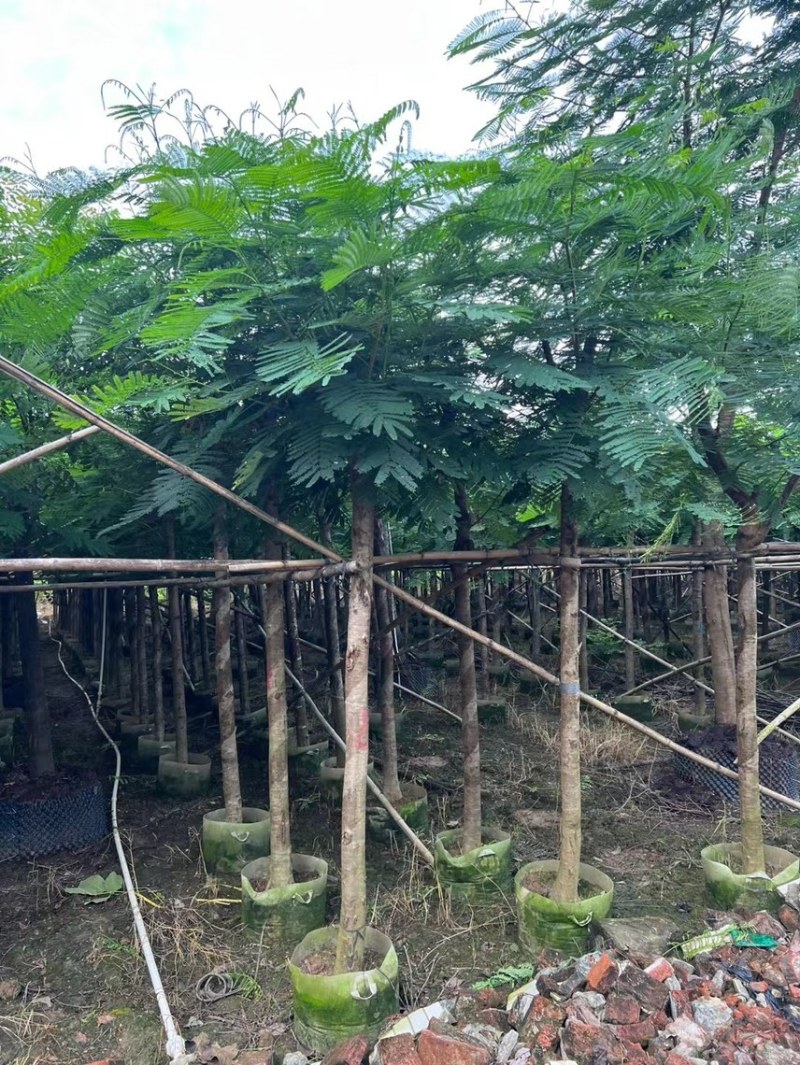 凤凰木各种规格基地大量现货供应，欢迎各位客户咨询