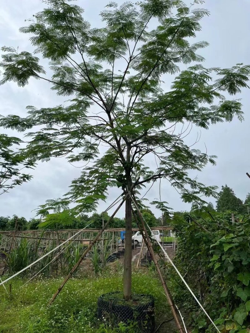 凤凰木各种规格基地大量现货供应，欢迎各位客户咨询