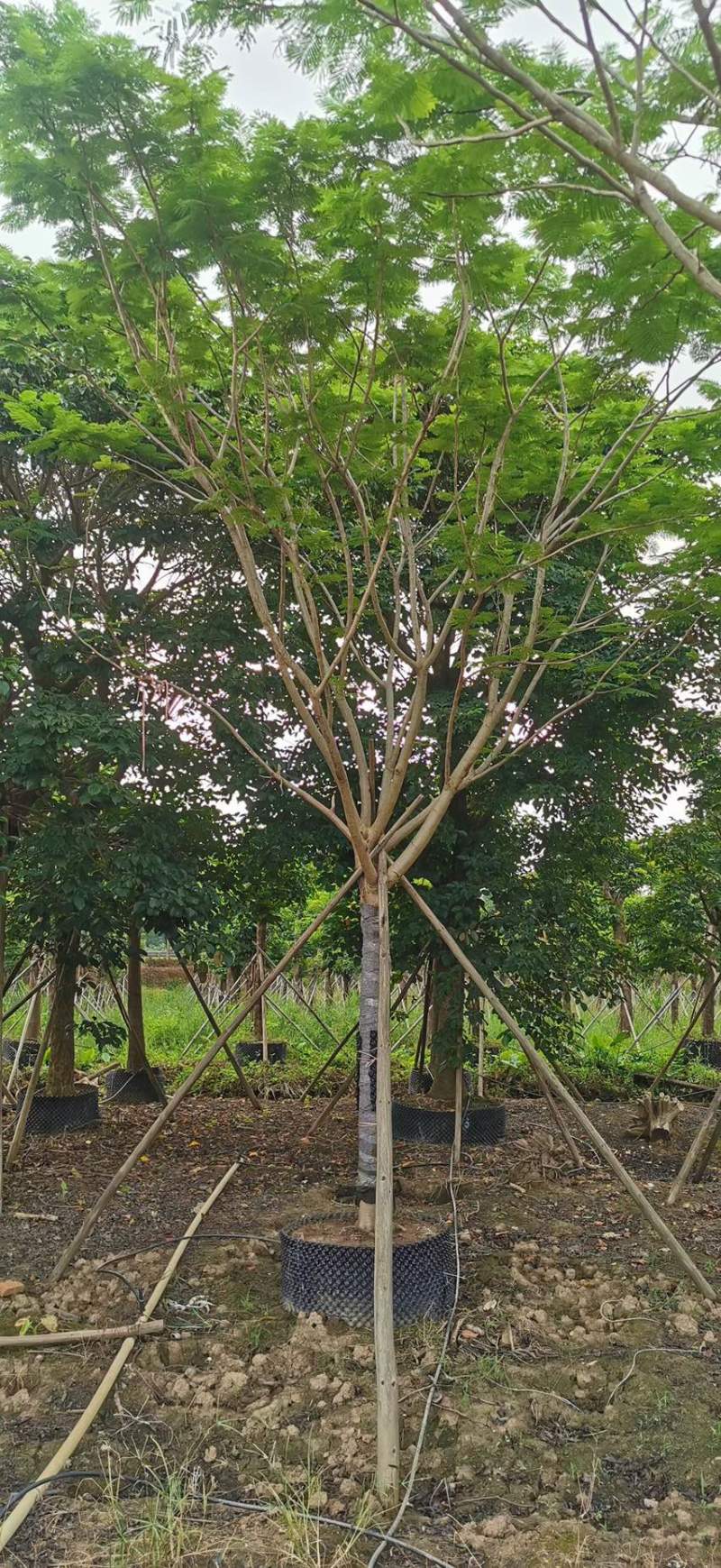 凤凰木各种规格基地大量现货供应，欢迎各位客户咨询