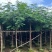 凤凰木各种规格基地大量现货供应，欢迎各位客户咨询