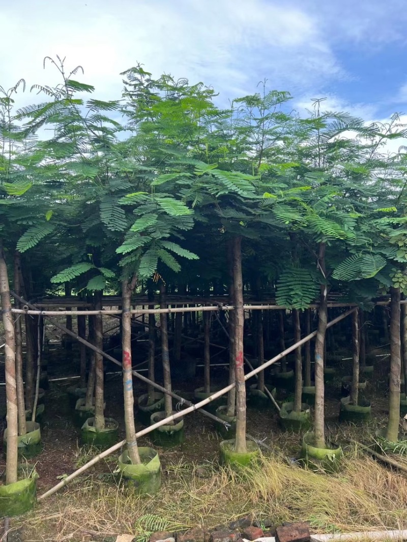 凤凰木各种规格基地大量现货供应，欢迎各位客户咨询