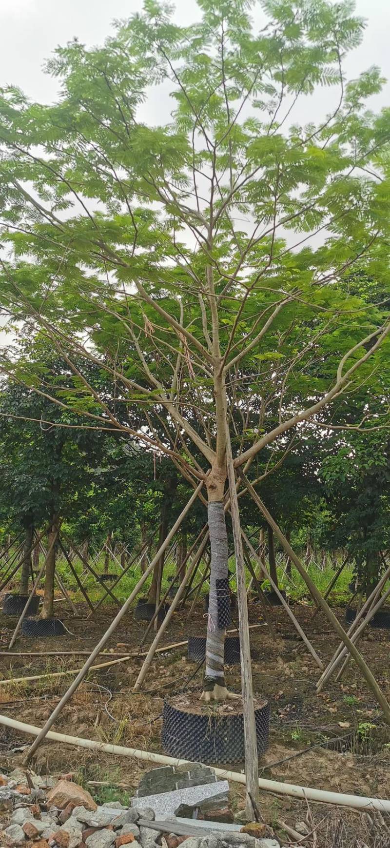 凤凰木各种规格基地大量现货供应，欢迎各位客户咨询