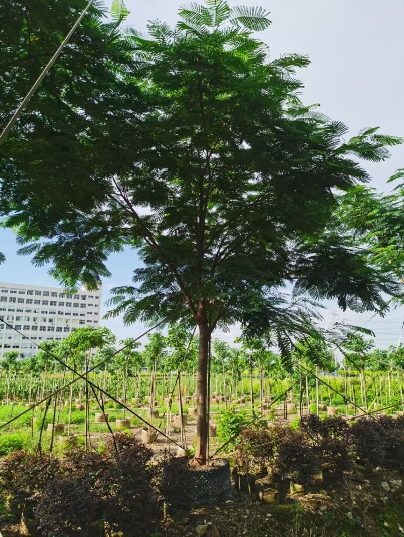 凤凰木各种规格基地大量现货供应，欢迎各位客户咨询