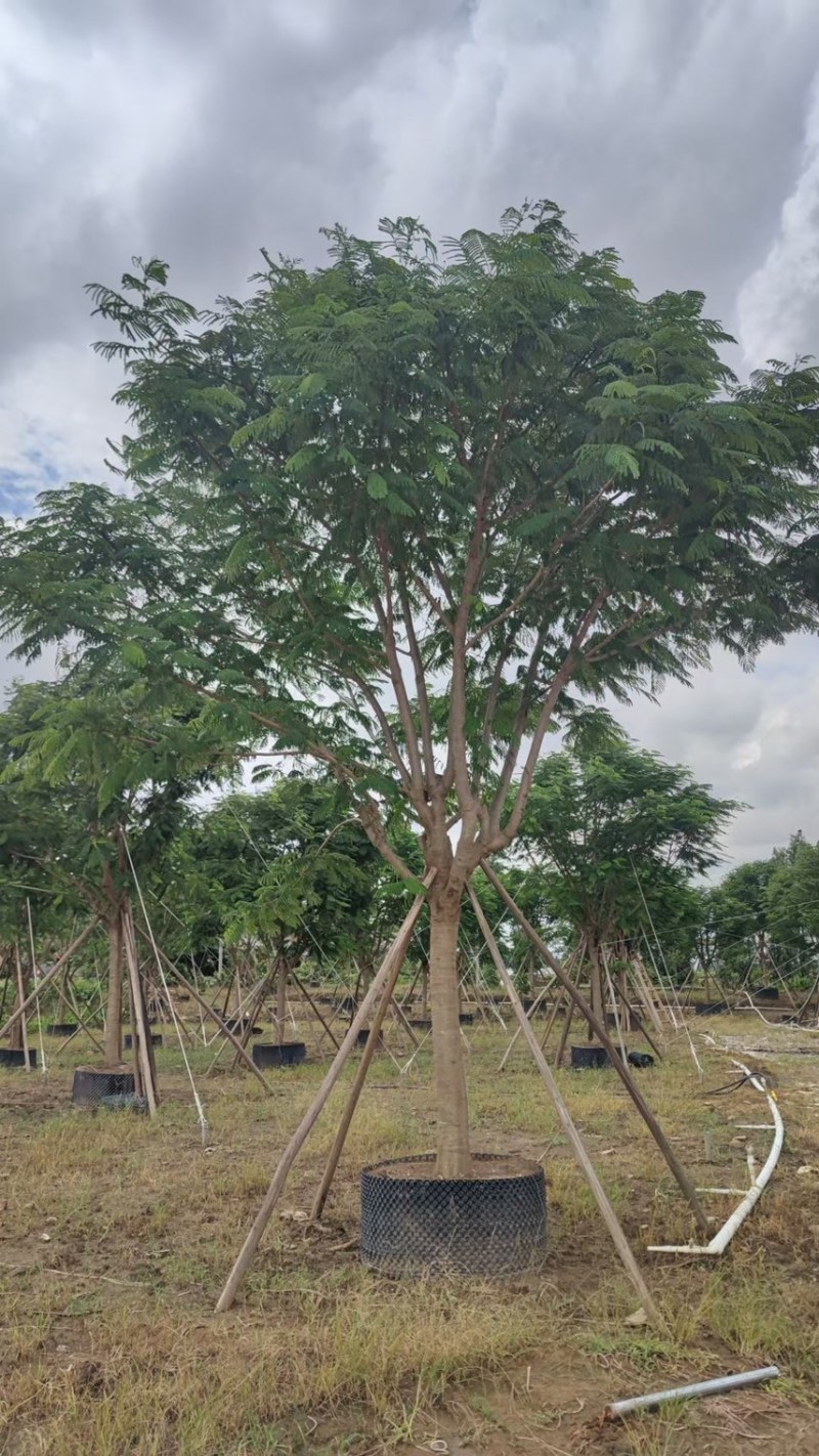 凤凰木各种规格基地大量现货供应，欢迎各位客户咨询