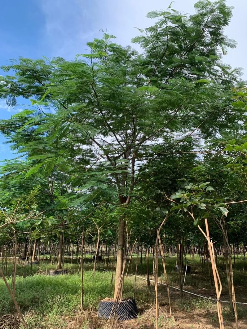 凤凰木各种规格基地大量现货供应，欢迎各位客户咨询