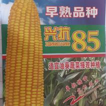 短季早熟玉米种子接茬抗倒高产兴抗85成活率高