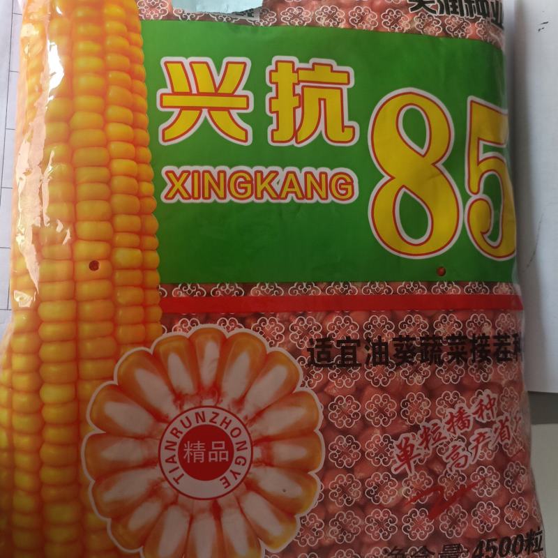 短季早熟玉米种子接茬抗倒高产兴抗85成活率高