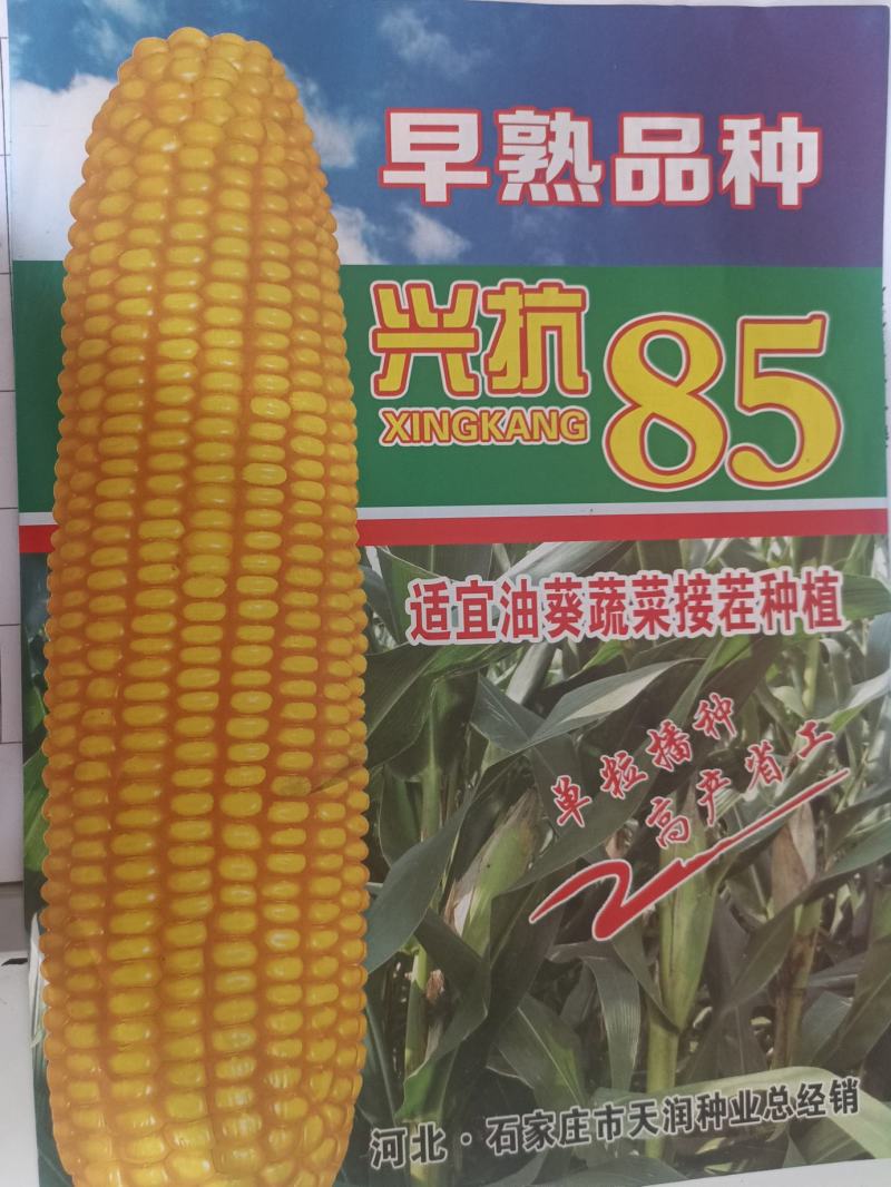 短季早熟玉米种子接茬抗倒高产兴抗85成活率高
