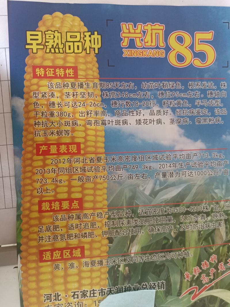 短季早熟玉米种子接茬抗倒高产兴抗85成活率高