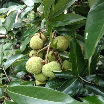 合江荔枝