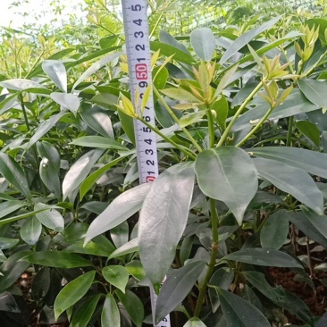 广西藤县古龙大红八角嫁接苗，有罗马，东荣，木王等等，