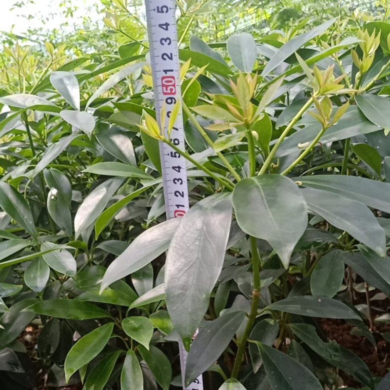 广西藤县古龙大红八角嫁接苗，有罗马，东荣，木王等等，