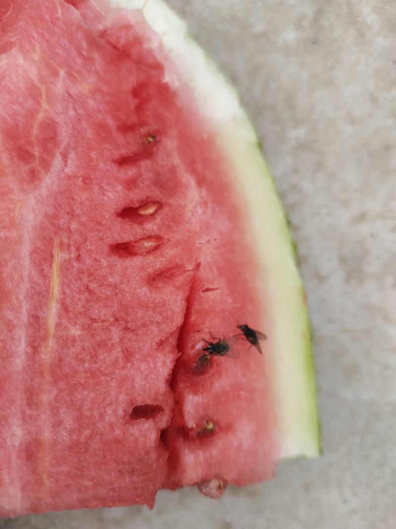 龙卷风西瓜