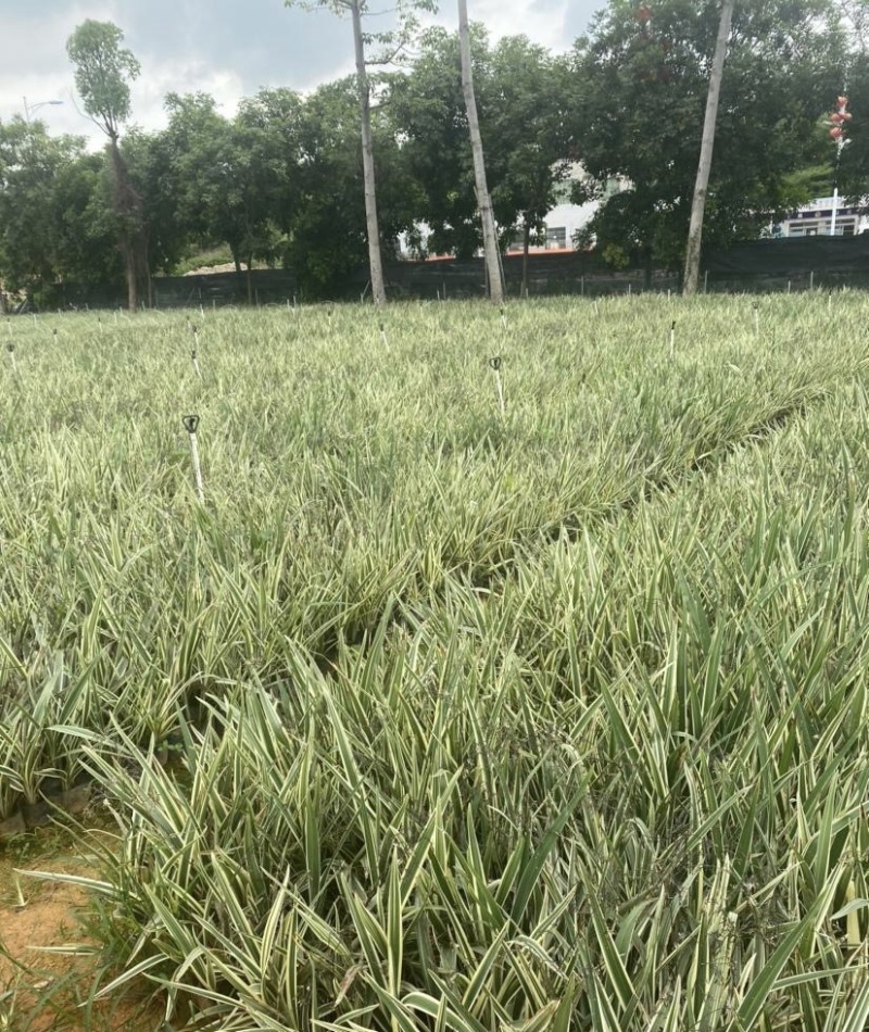 大量出售各规格的金边山管兰有须联系我价格优惠