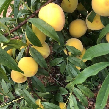 湖北枣阳黄金冠桃子