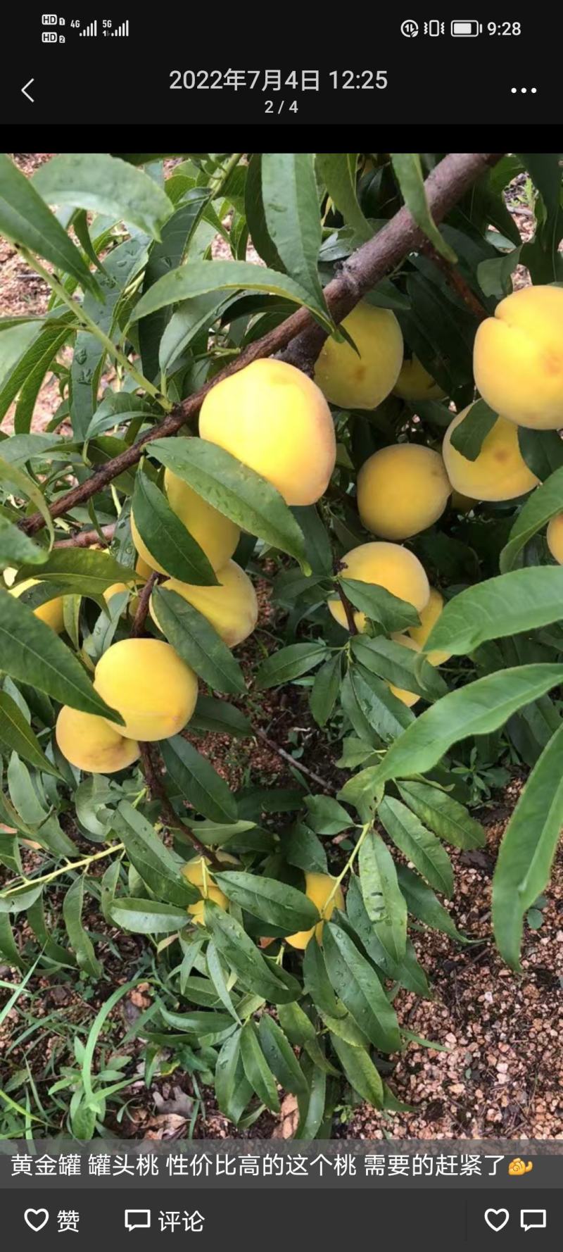湖北枣阳黄金冠桃子