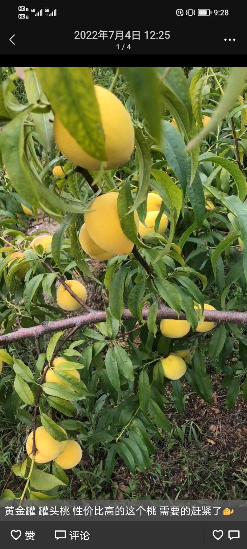 湖北枣阳黄金冠桃子