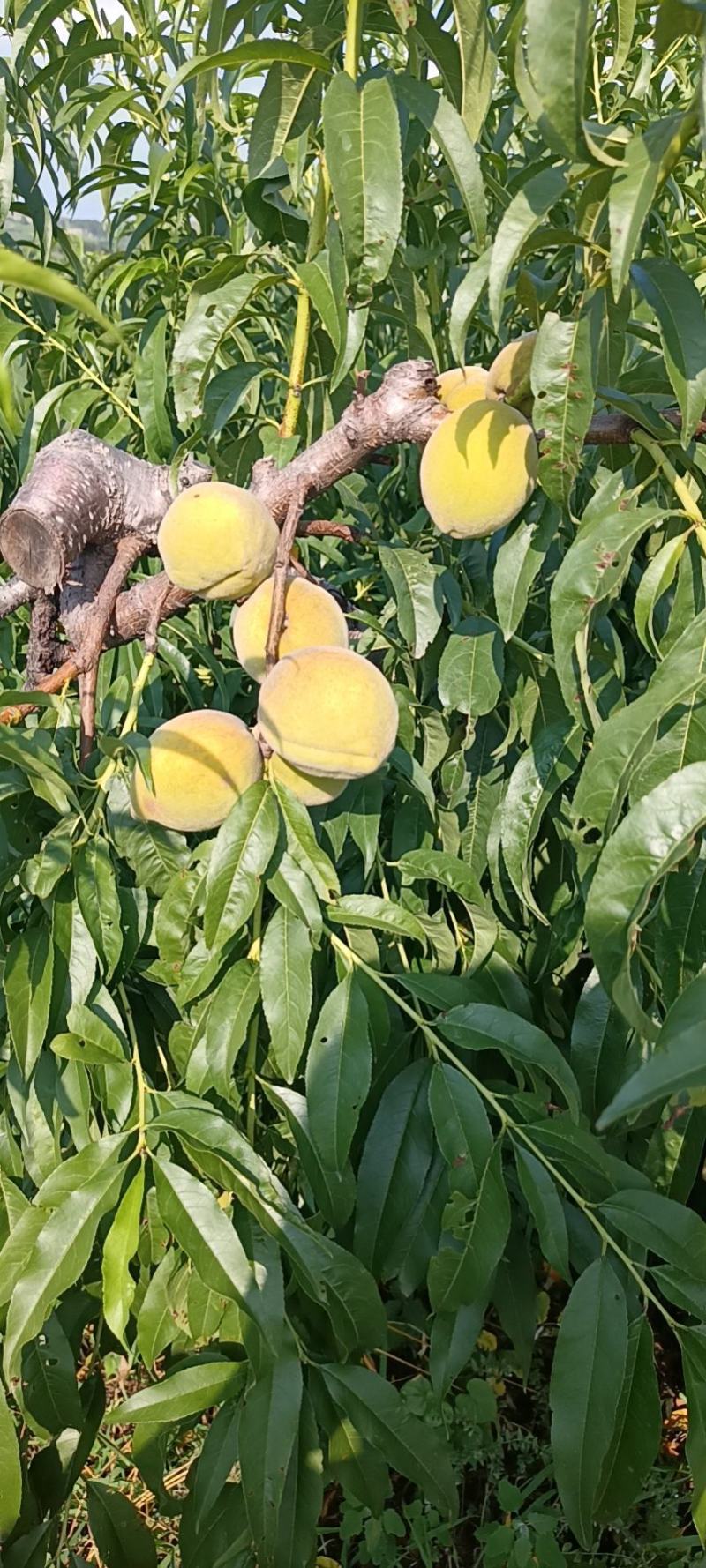 湖北枣阳黄金冠桃子