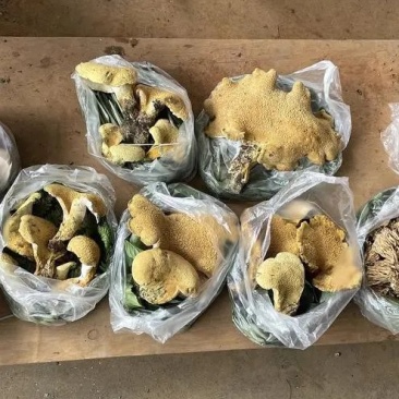 云南野生虎掌菌黄虎掌菌批发