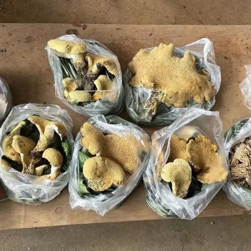 云南野生虎掌菌黄虎掌菌批发